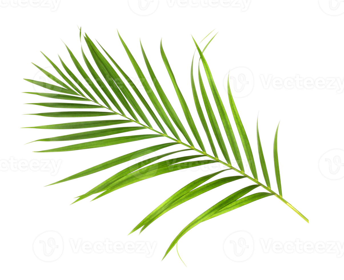tropical nature green palm leaf isolated on transparent pattern background png file
