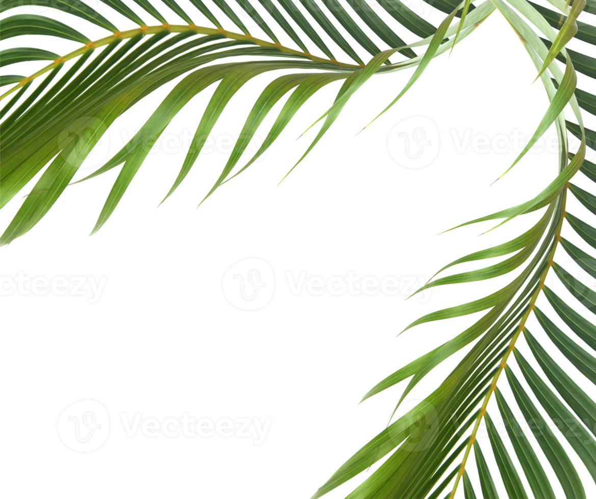 green leaf of palm tree on transparent background png file