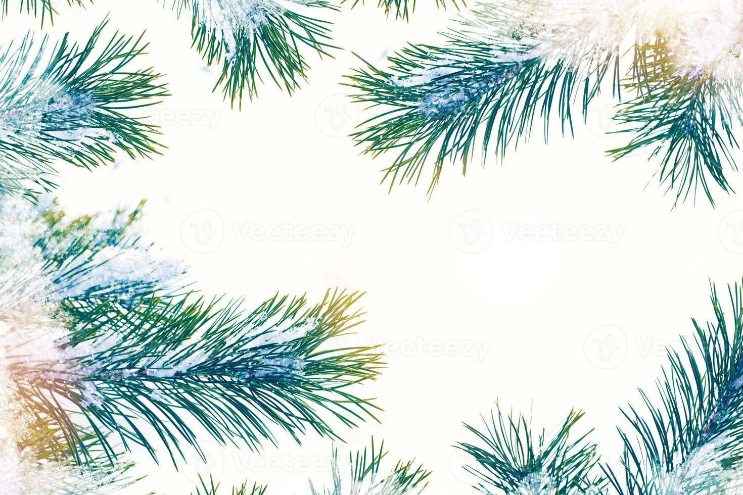 Christmas tree in the snow isolated on a white background. greeting card. photo