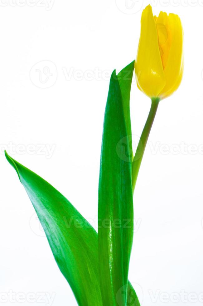 spring colorful flowers yellow tulips. floral collection. photo