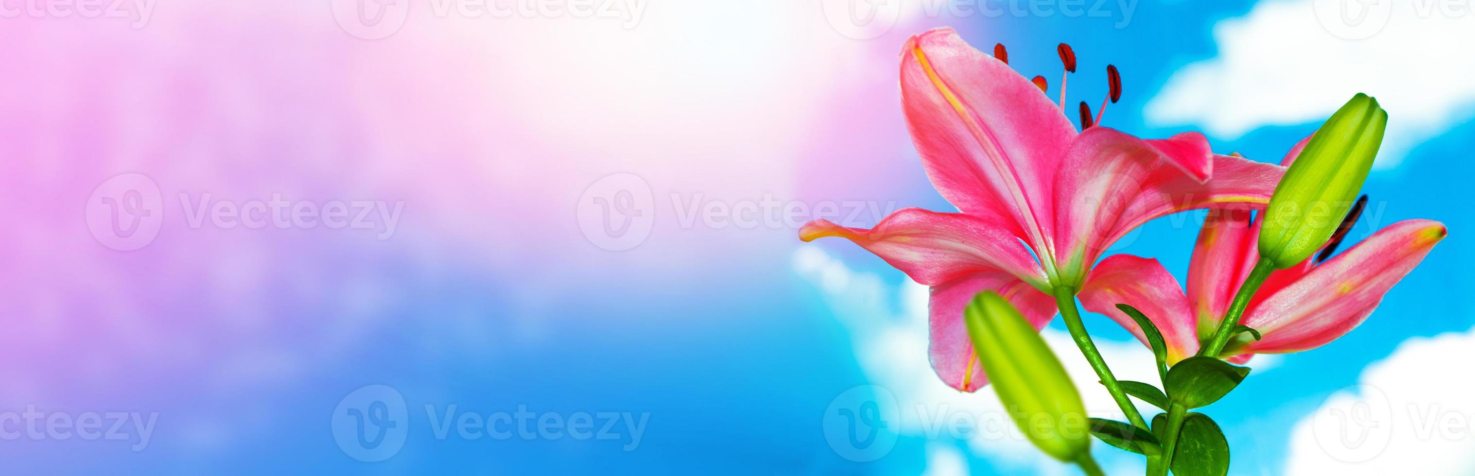 Bright colorful lily flowers. Floral background. photo