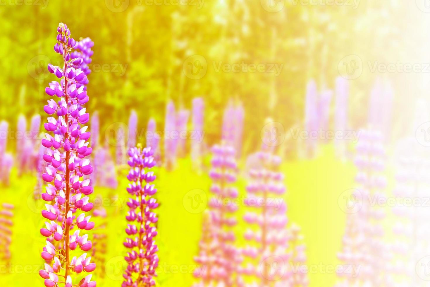 Bright lupine flowers in the background of the summer landscape. photo