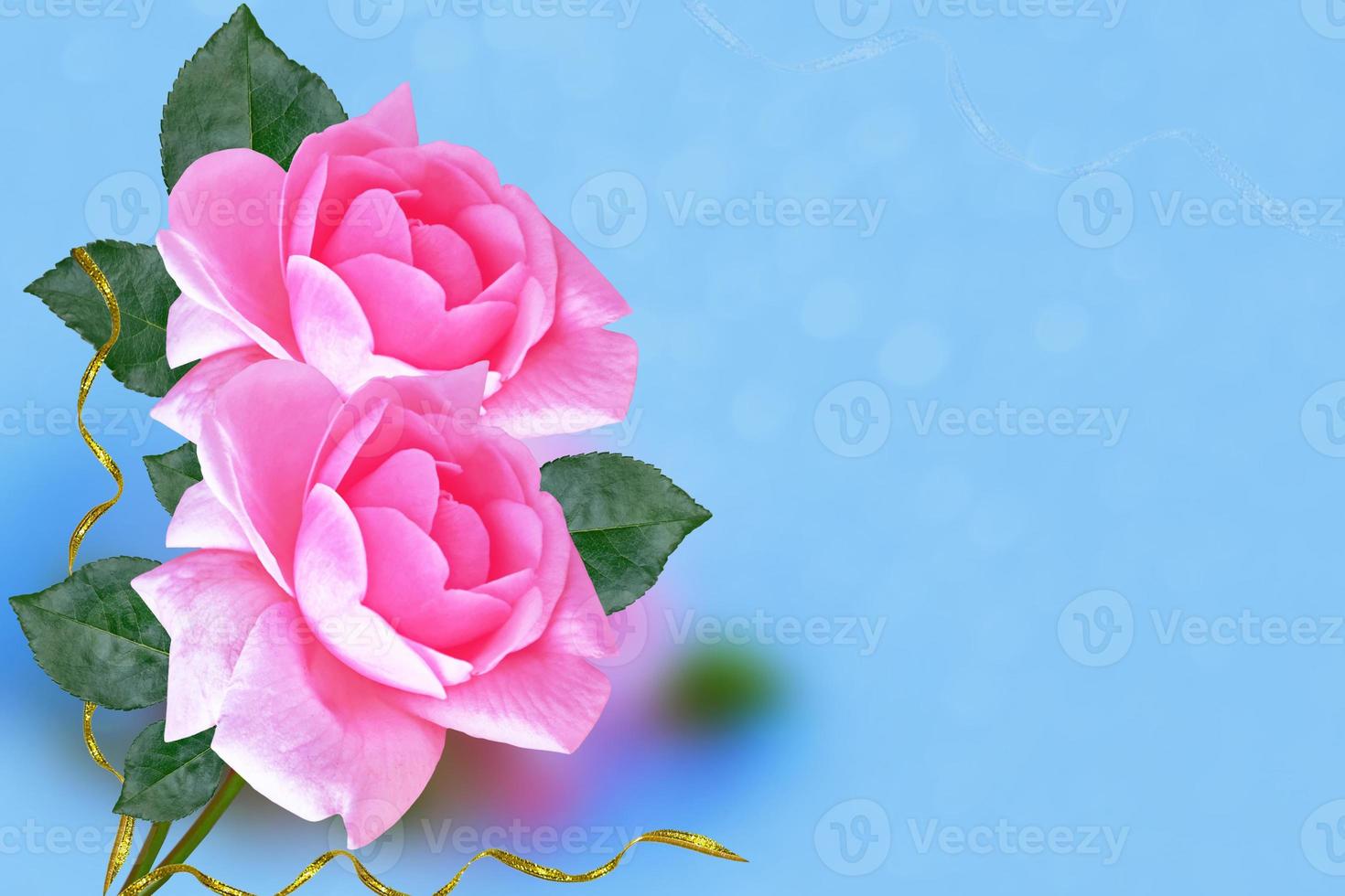 Bright colorful flower rose. nature photo