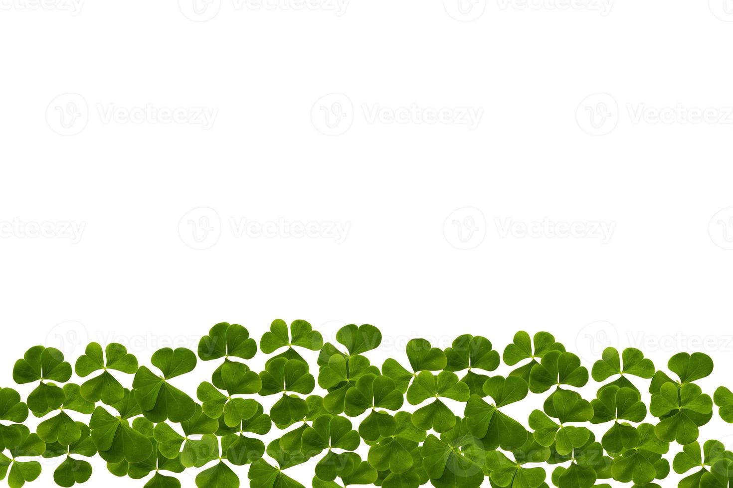 green clover leaves isolated on white background. St.Patrick 's Day photo