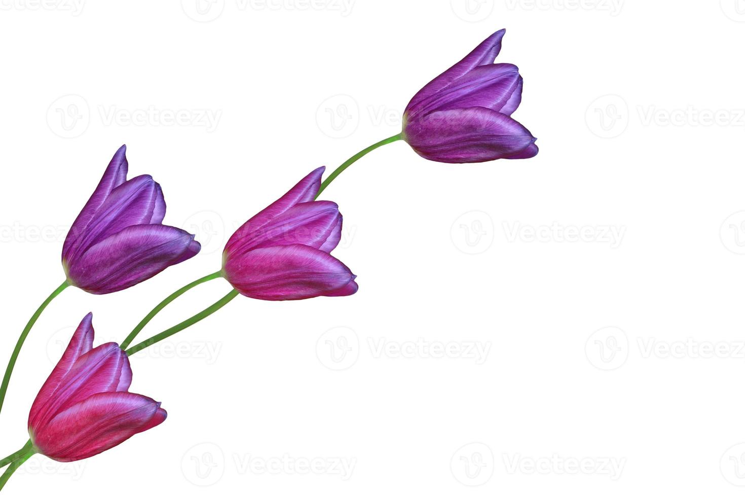 spring flowers tulips photo