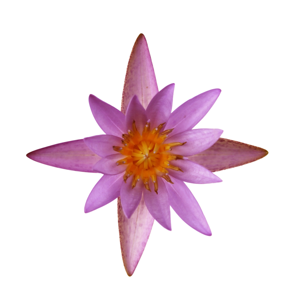 pink lotus on transparent background png file