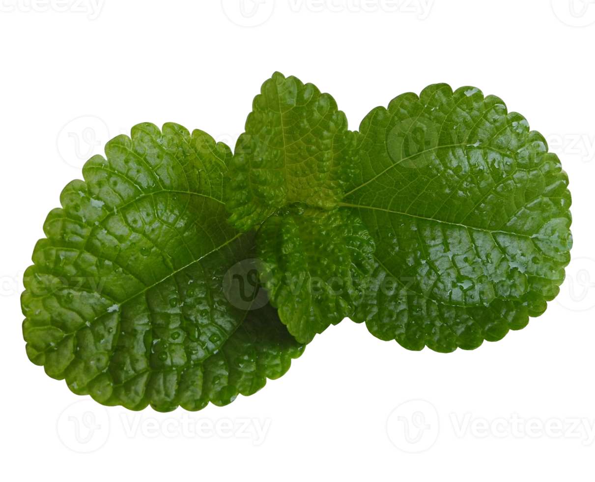 Fresh green mint leaves png