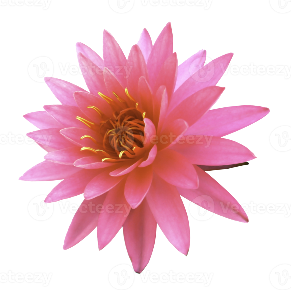 Lotus flower on transparent background png file