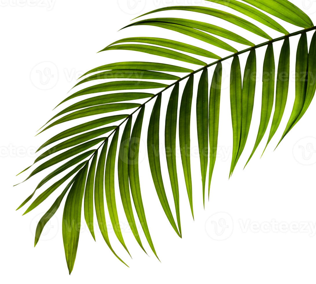 green leaf of palm tree on transparent background png file