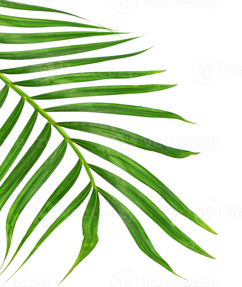 Green leaves of palm tree on transparent background png file