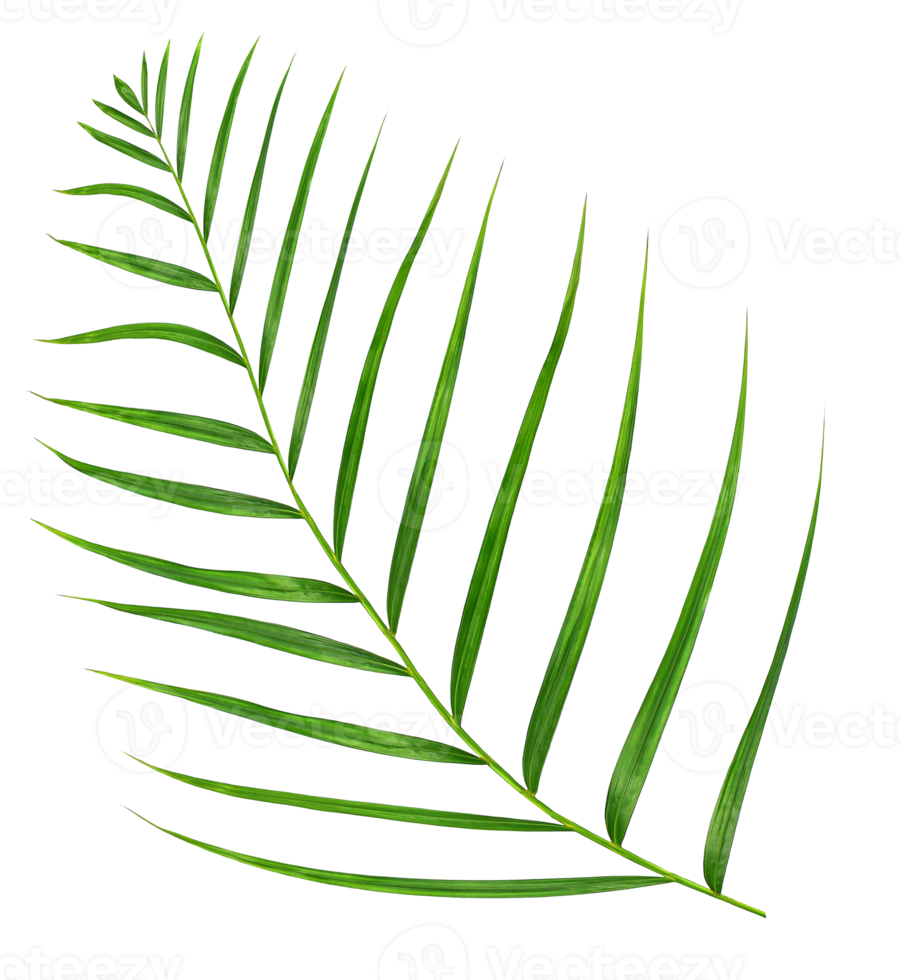 grünes blatt der palme lokalisiert auf transparentem hintergrund png-datei png