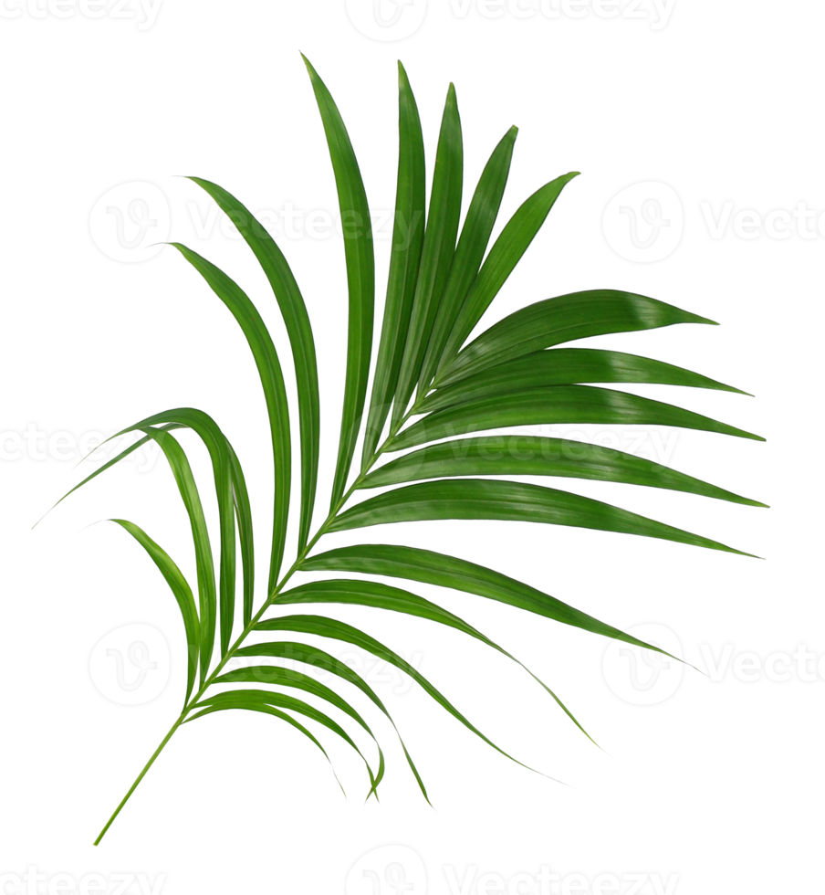 foglia verde di palma isolata su file png di sfondo trasparente