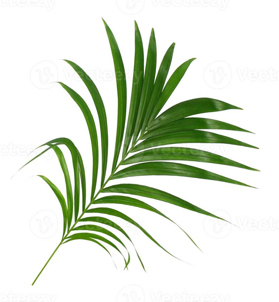 Green leaf of palm tree isolated on transparent background png file