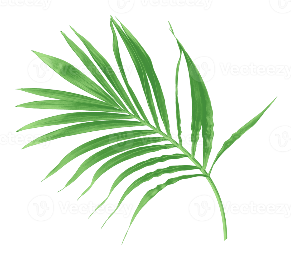 green leaf of palm tree isolated on transparent background png file