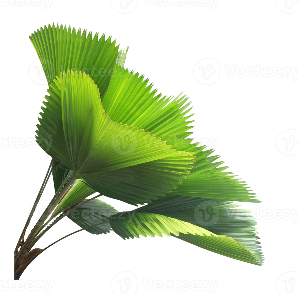 leaves of palm tree isolated on transparent background png file