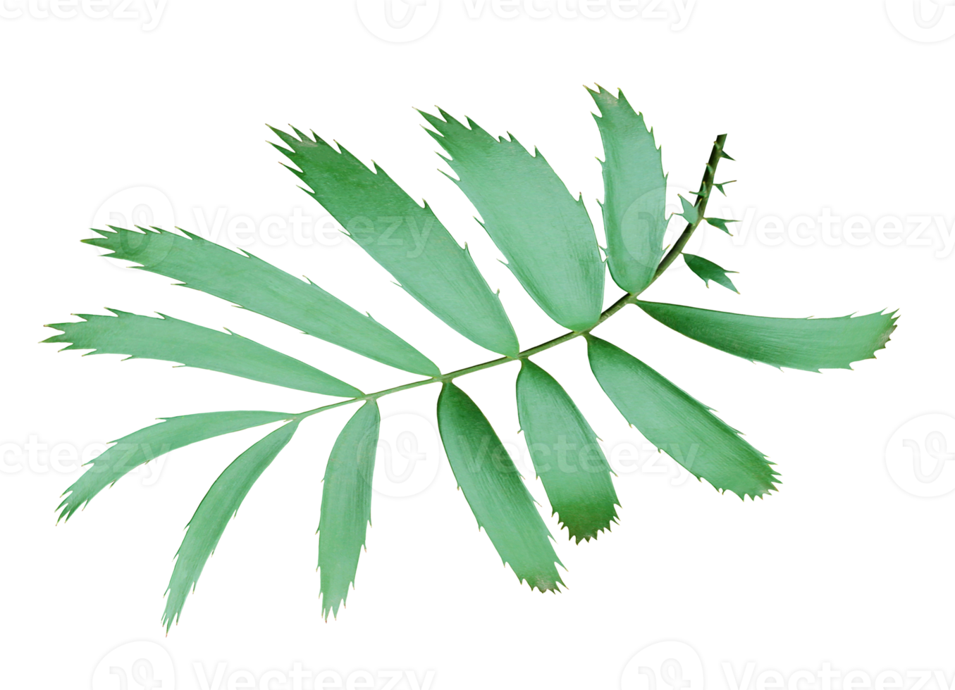 grönt palmblad isolerad på transparent bakgrund png-fil png