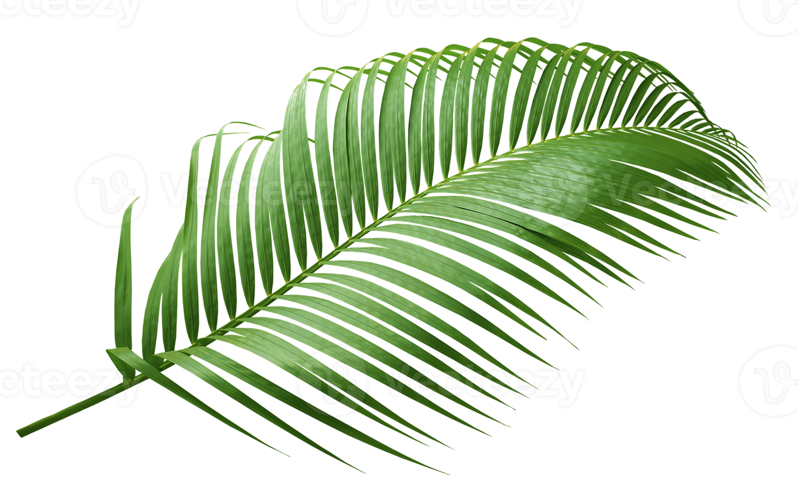 green palm leaf on transparent background png file