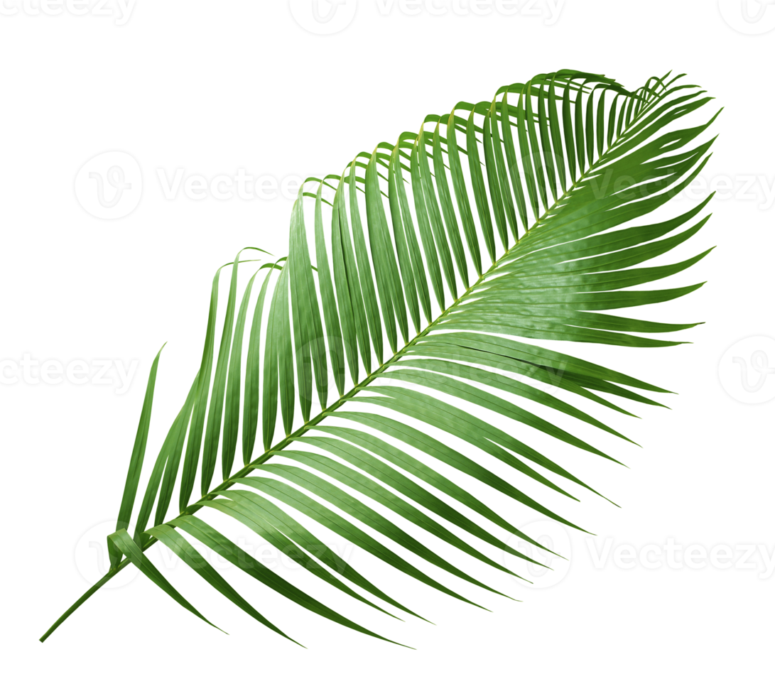 green palm leaf on transparent background png file