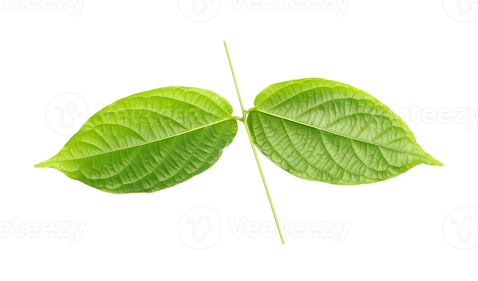 stalk green leaf isolated on transparent background png file