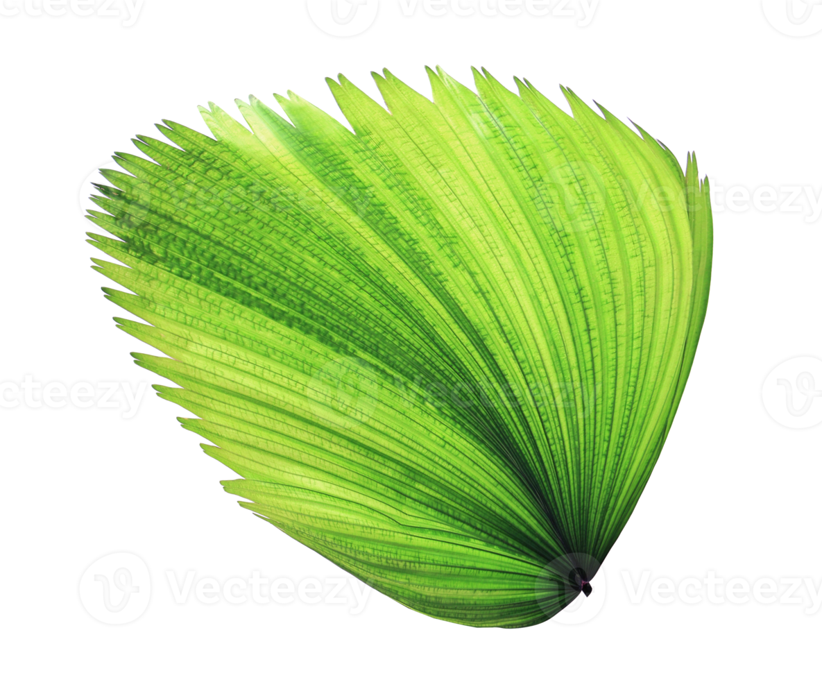 tropical green blowing palm leaf isolated on transparent background png file