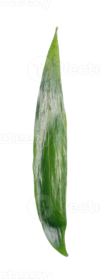 feuille verte isolée sur fond transparent fichier png