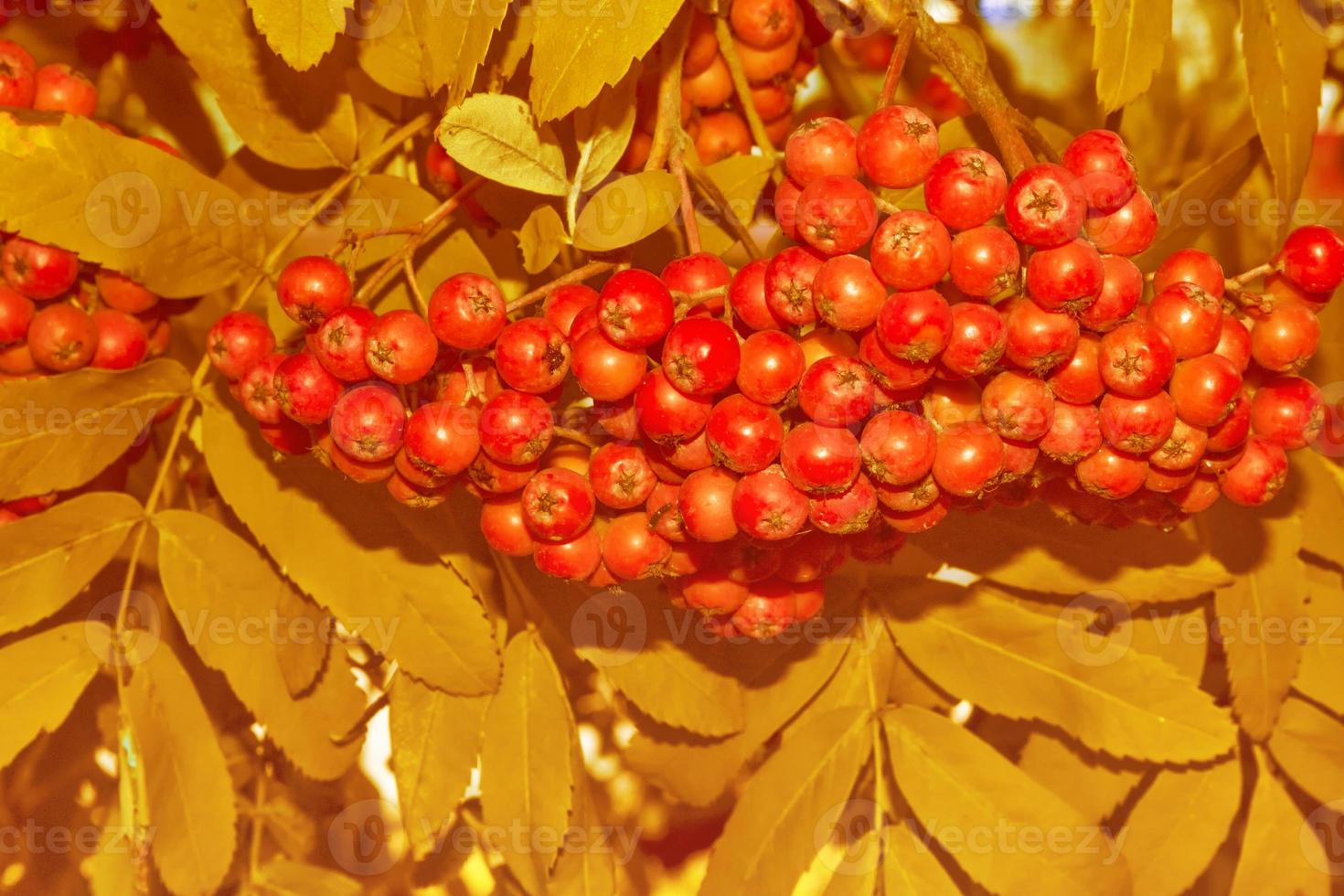 Rowan berries, Sorbus aucuparia, tree mountain ash. photo