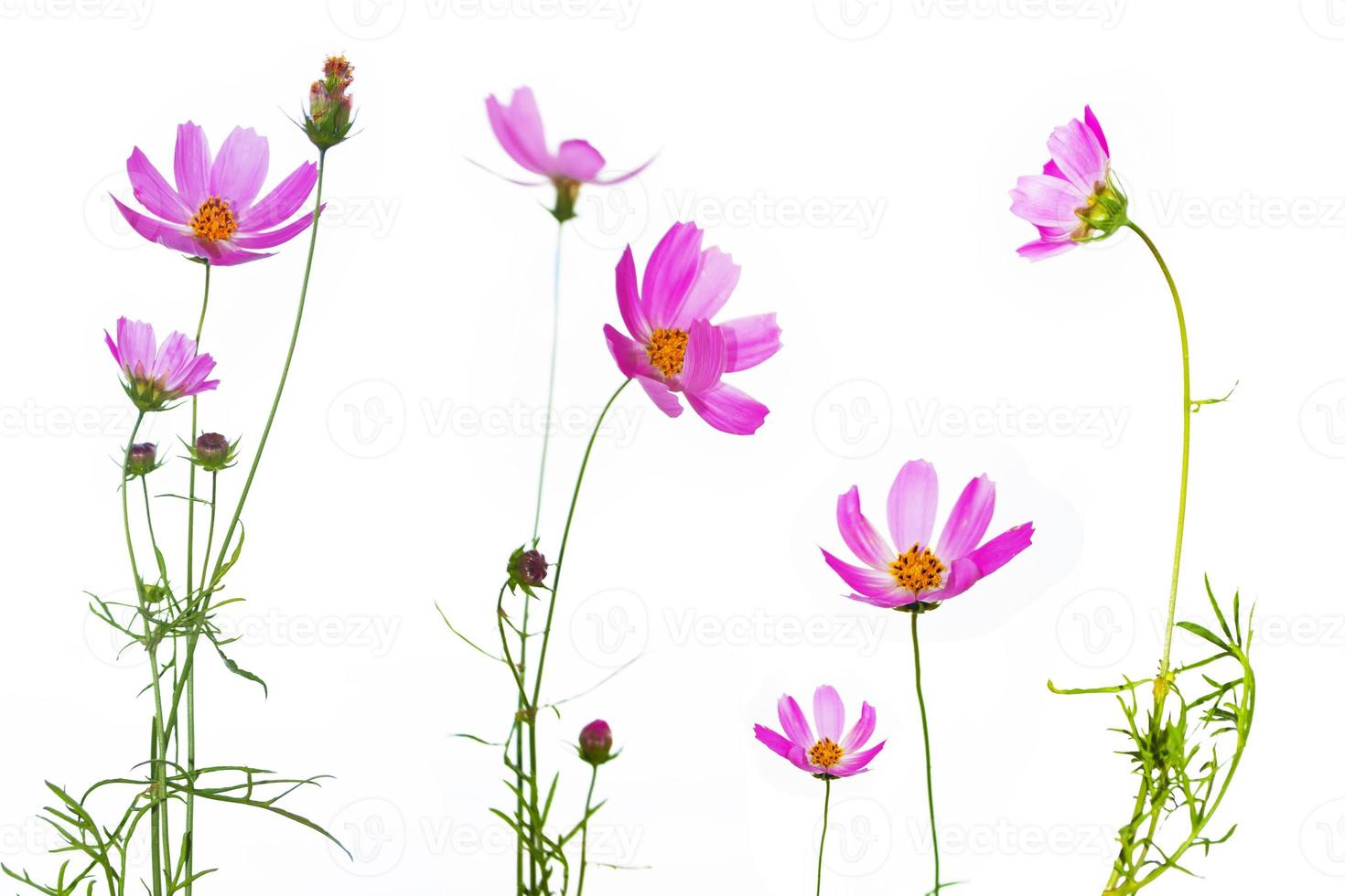 Bright colorful cosmos flowers photo