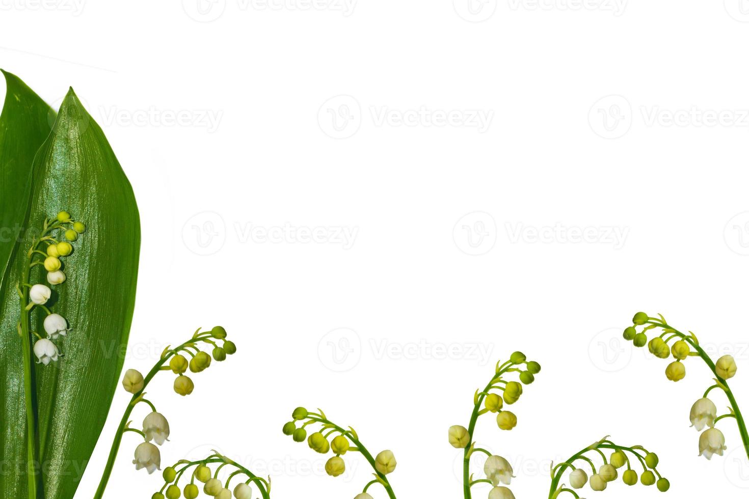 Lily of the valley flower on white background photo