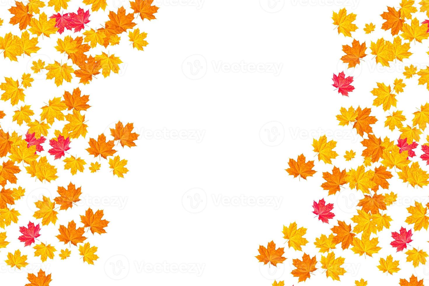 Bright colorful autumn leaves photo