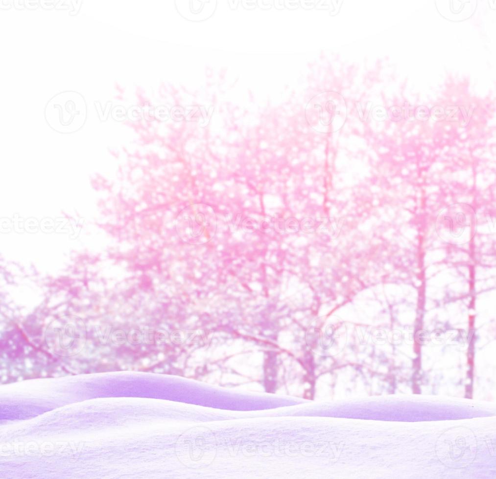 Frozen winter forest with snow covered trees. photo