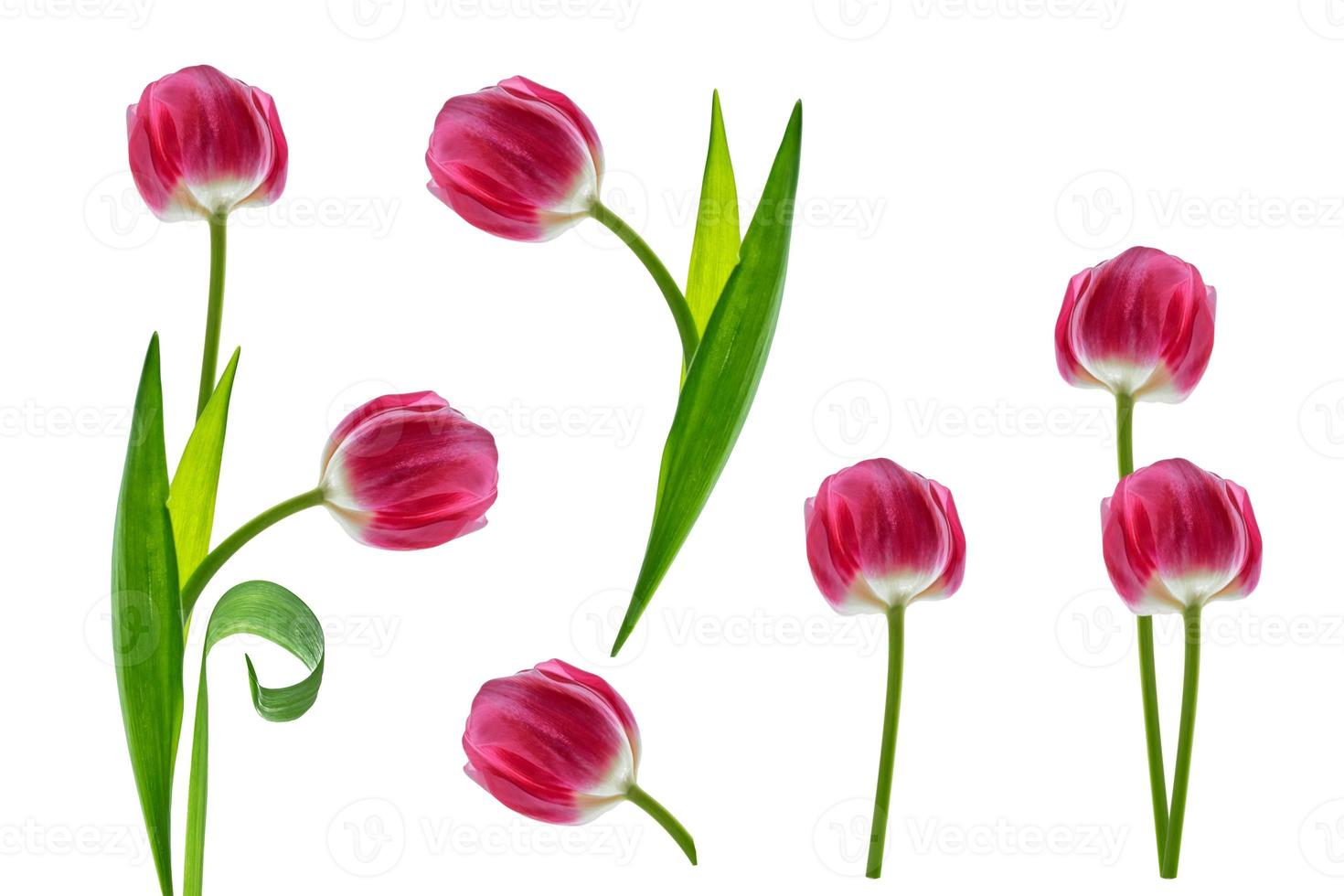 spring flowers tulips photo