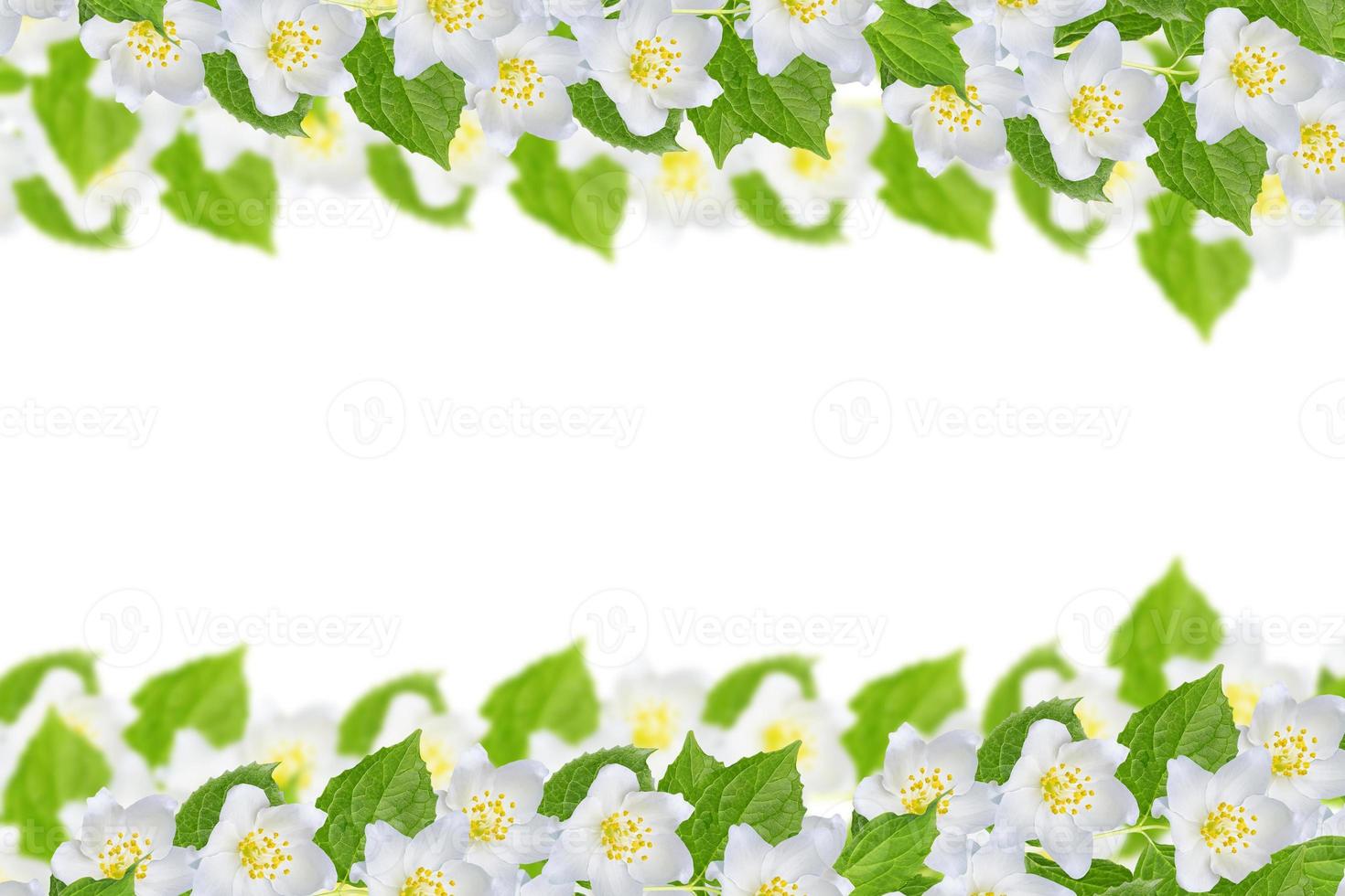 branch of jasmine flowers isolated on white background. photo