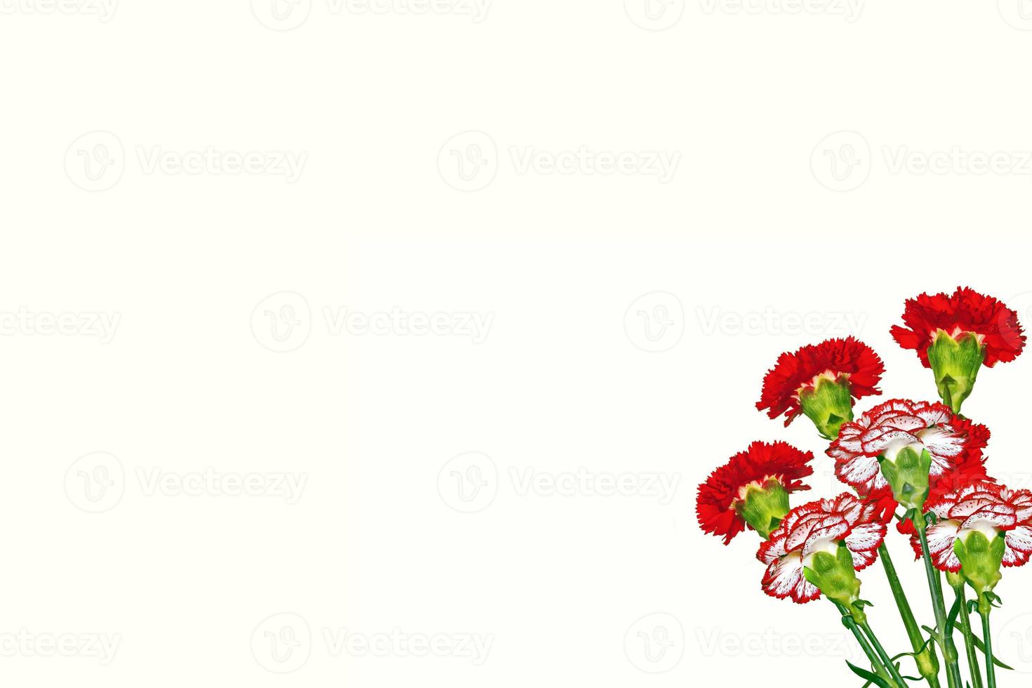 branch carnation flowers isolated on white background photo