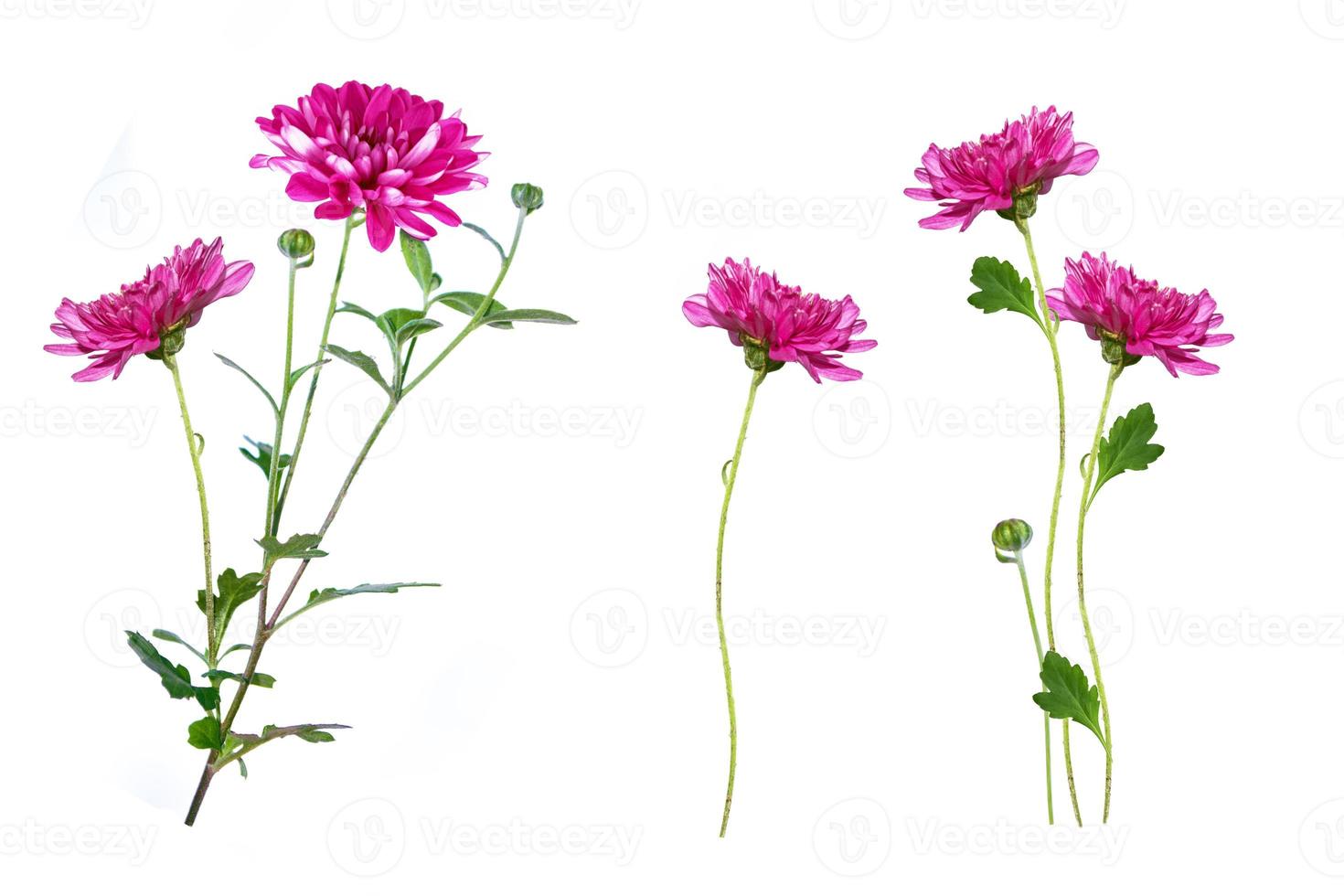 Colorful autumn flowers of chrysanthemum photo