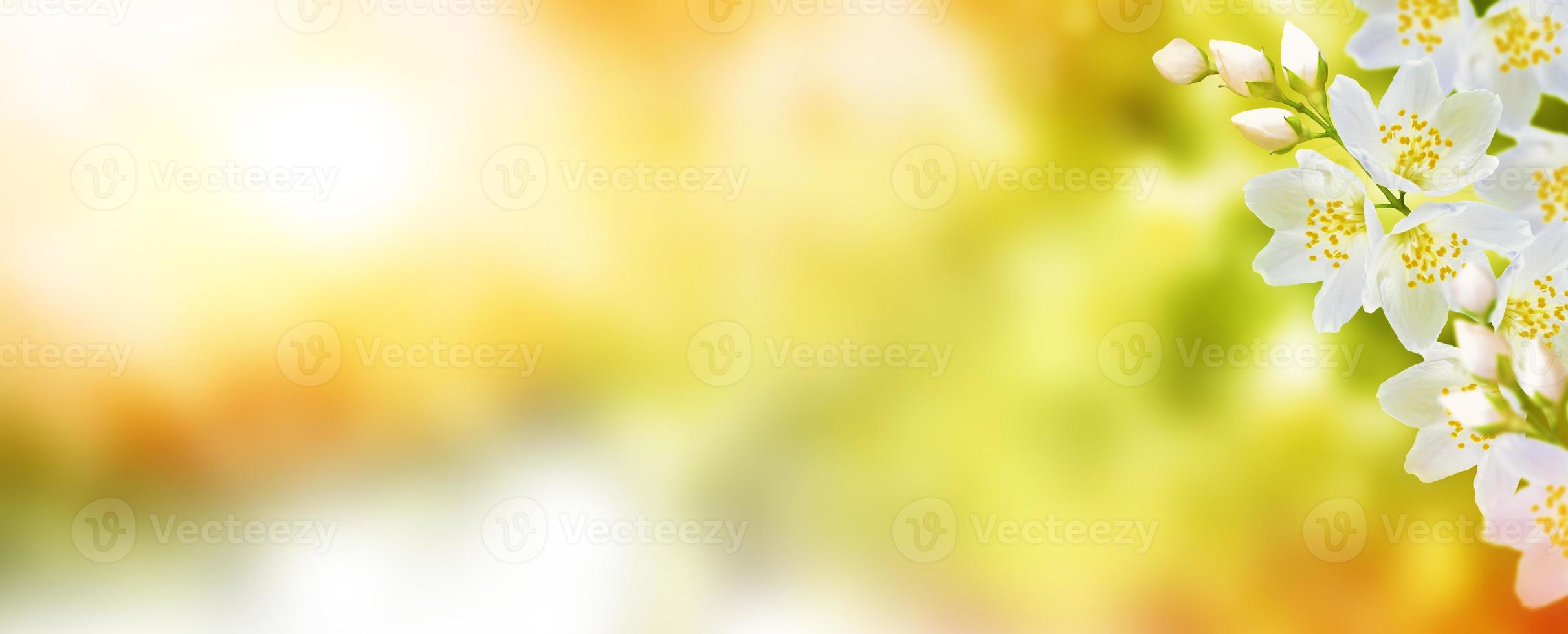 White jasmine The branch delicate spring flowers photo