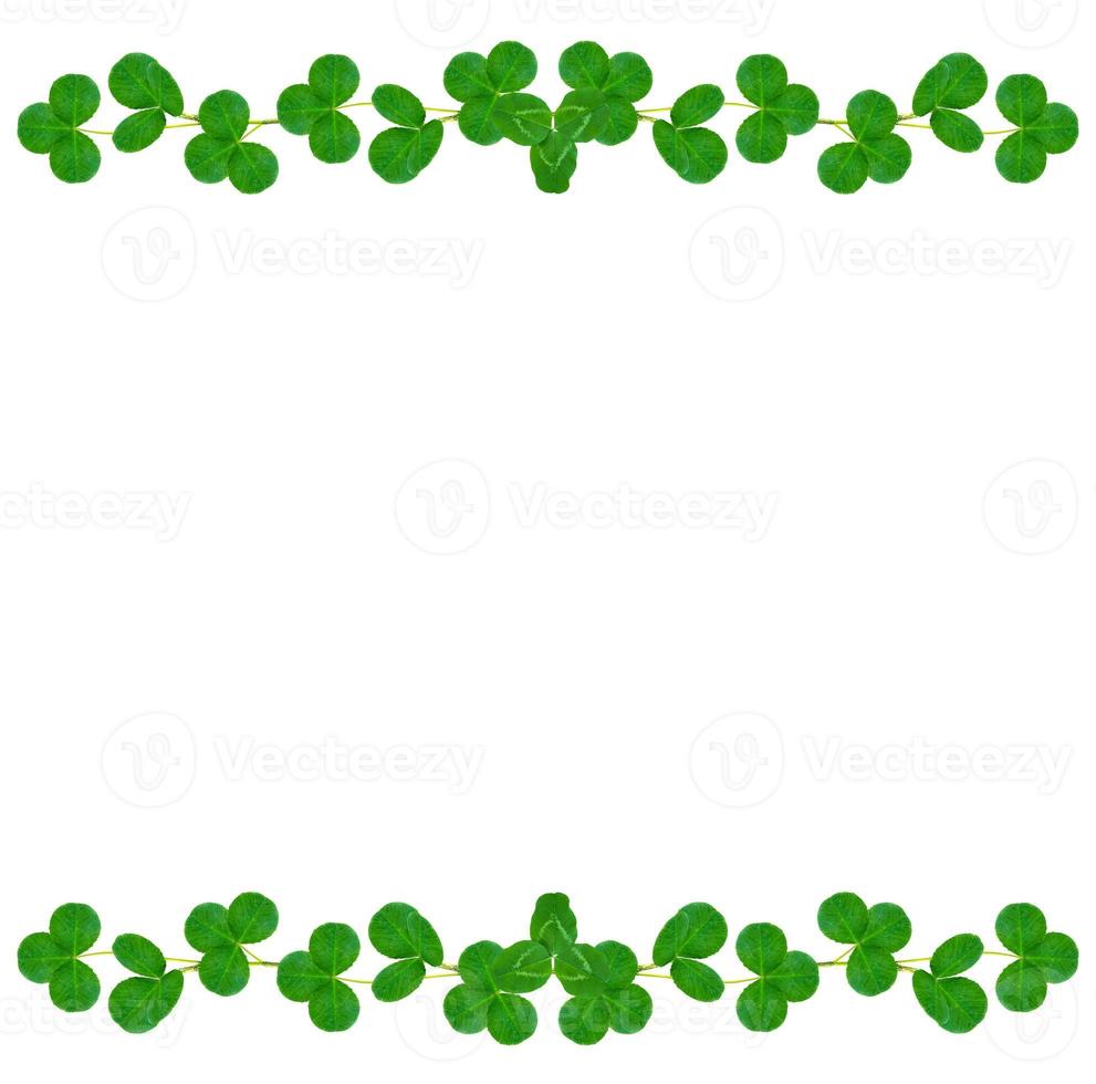 green clover leaves isolated on white background. St.Patrick 's Day photo