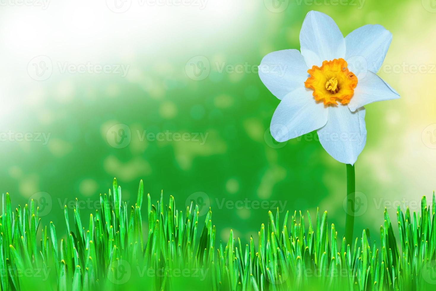 Spring flowers of daffodils. photo
