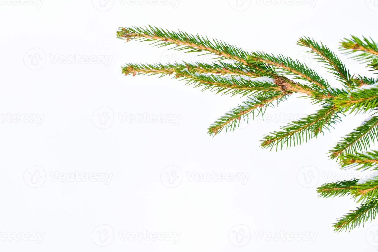 Frozen winter forest with snow covered trees. photo