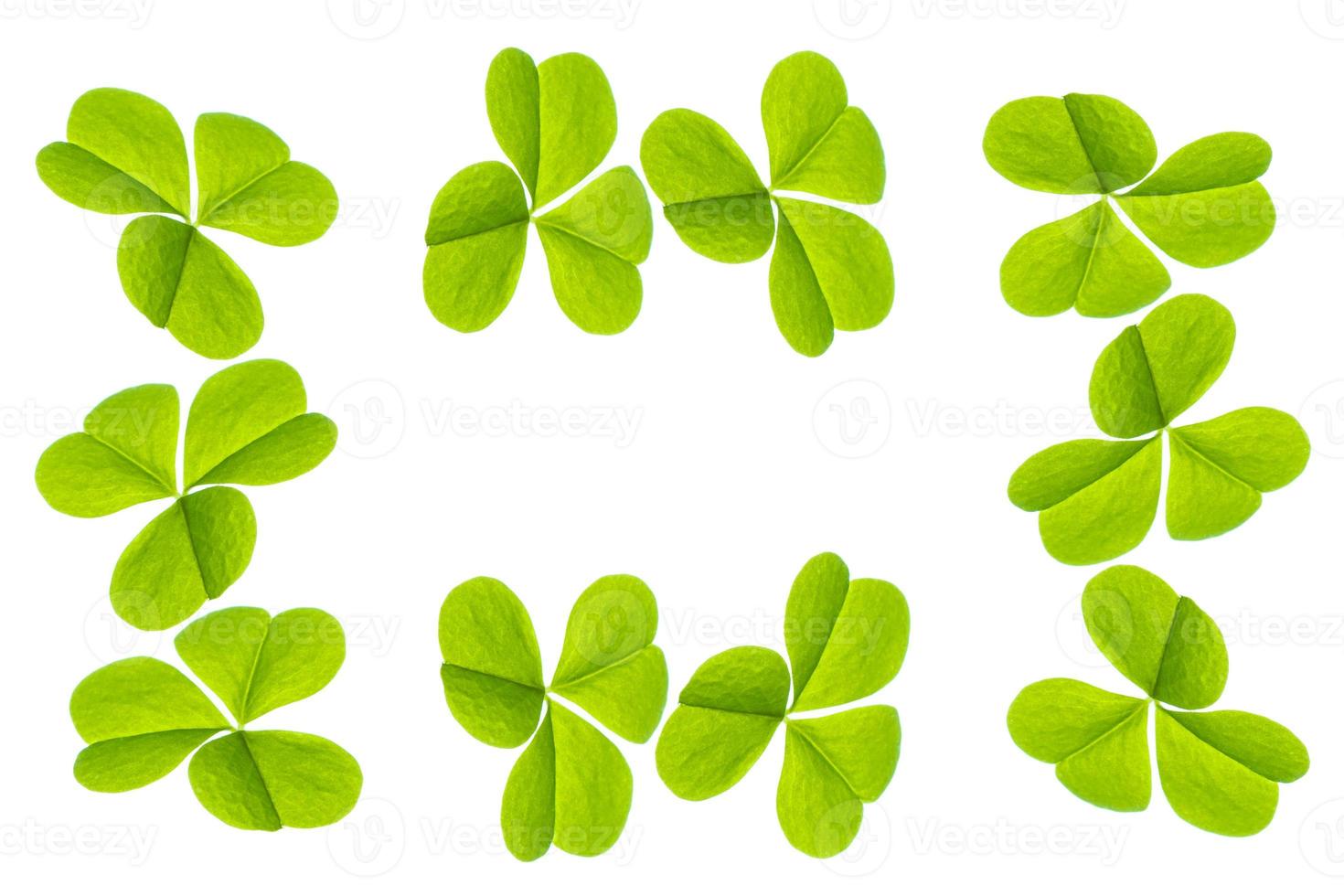 green clover leaves isolated on white background. St.Patrick 's Day photo