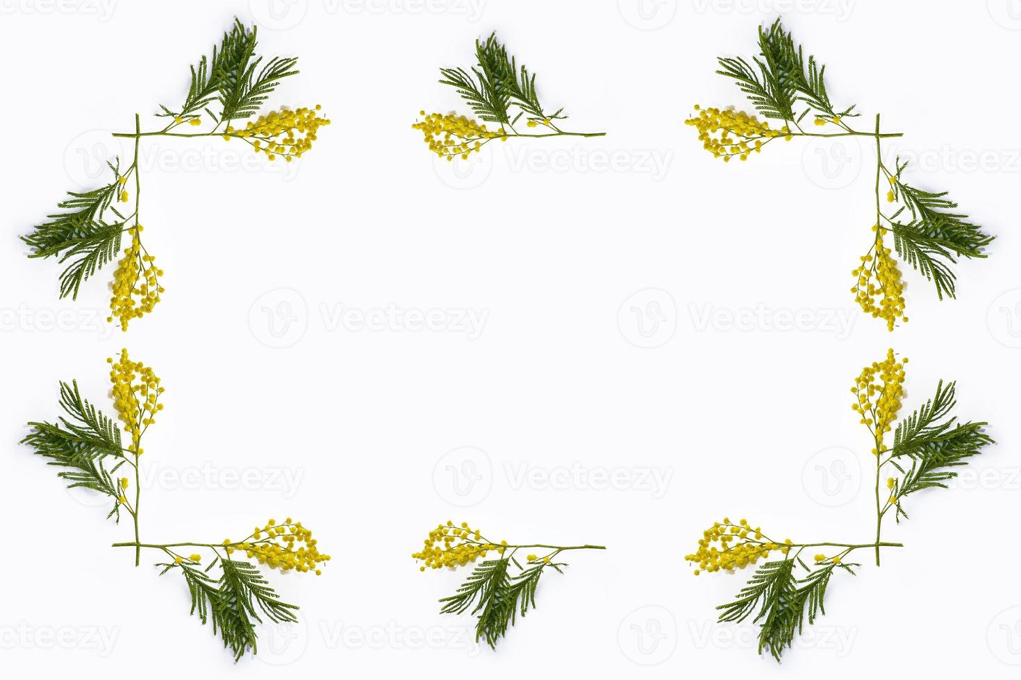 Bush of yellow spring flowers mimosa isolated on white background. photo