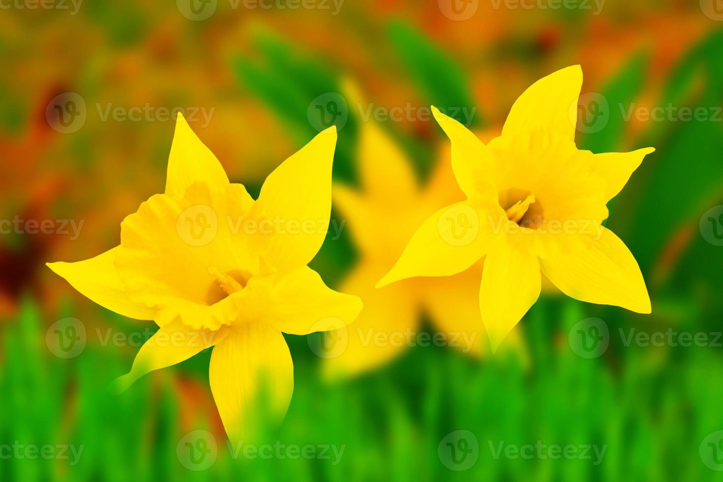 Spring flowers of daffodils. photo