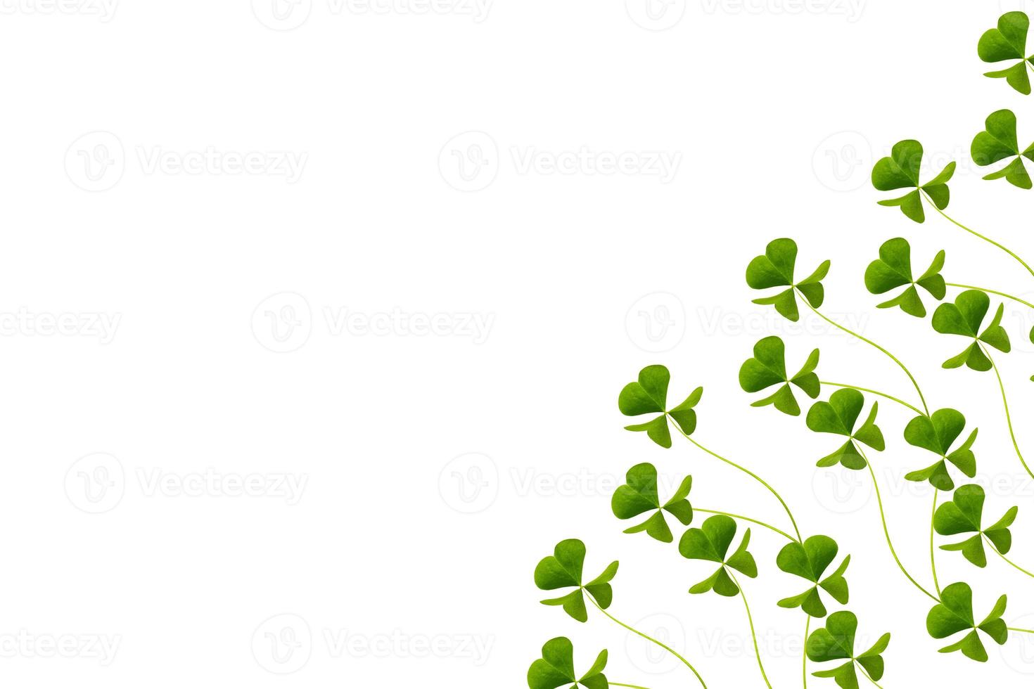 green clover leaves isolated on white background. St.Patrick 's Day photo