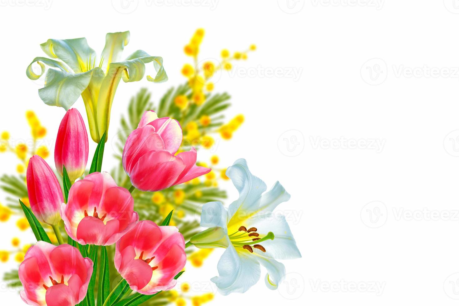 tulip. Bright lily flowers isolated on white background. photo