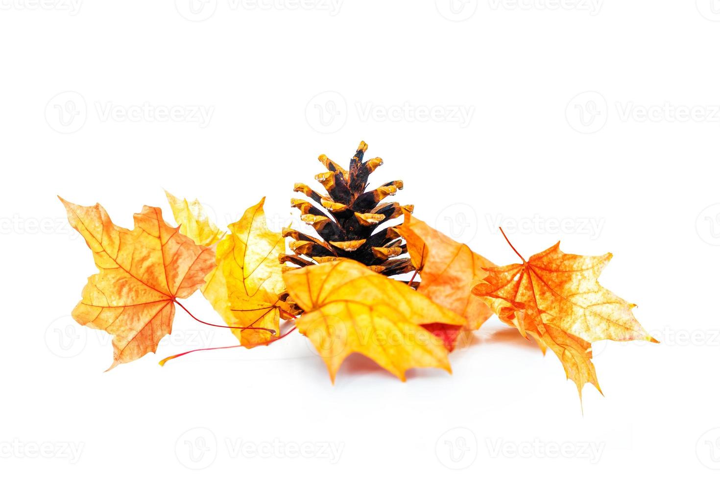 Bright colorful autumn leaves photo