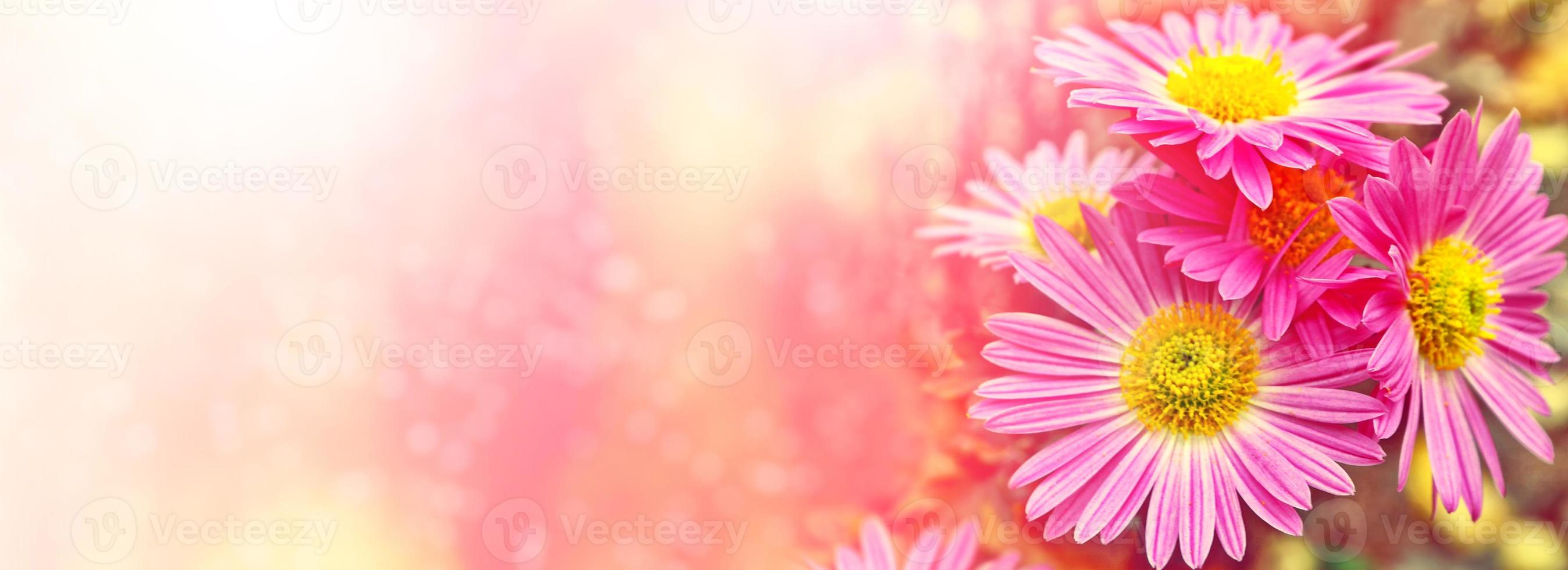 Colorful chrysanthemum flowers on a background of the autumn landscape. photo