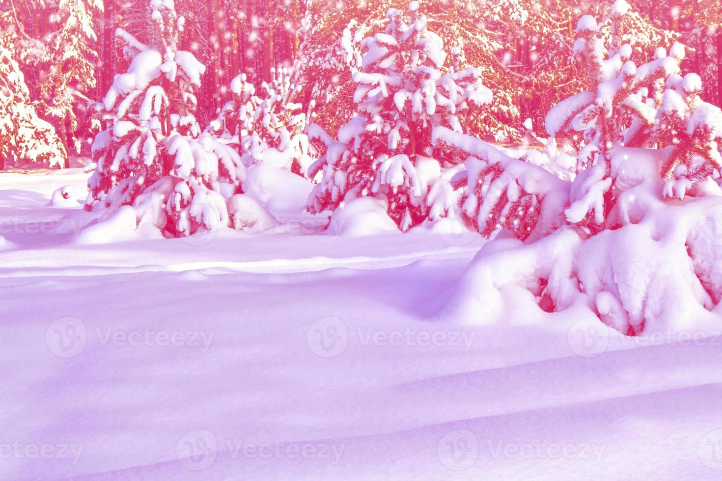 Frozen winter forest with snow covered trees. photo