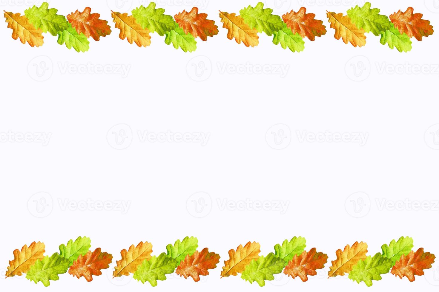 autumn leaves isolated on white background. photo