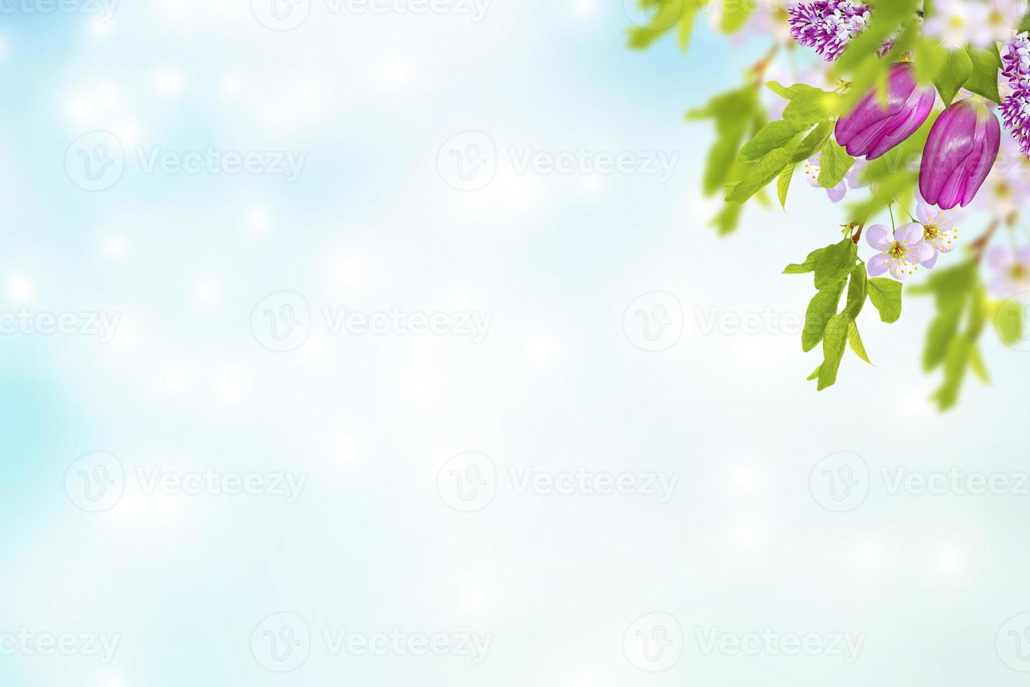 Blossoming branch cherry photo