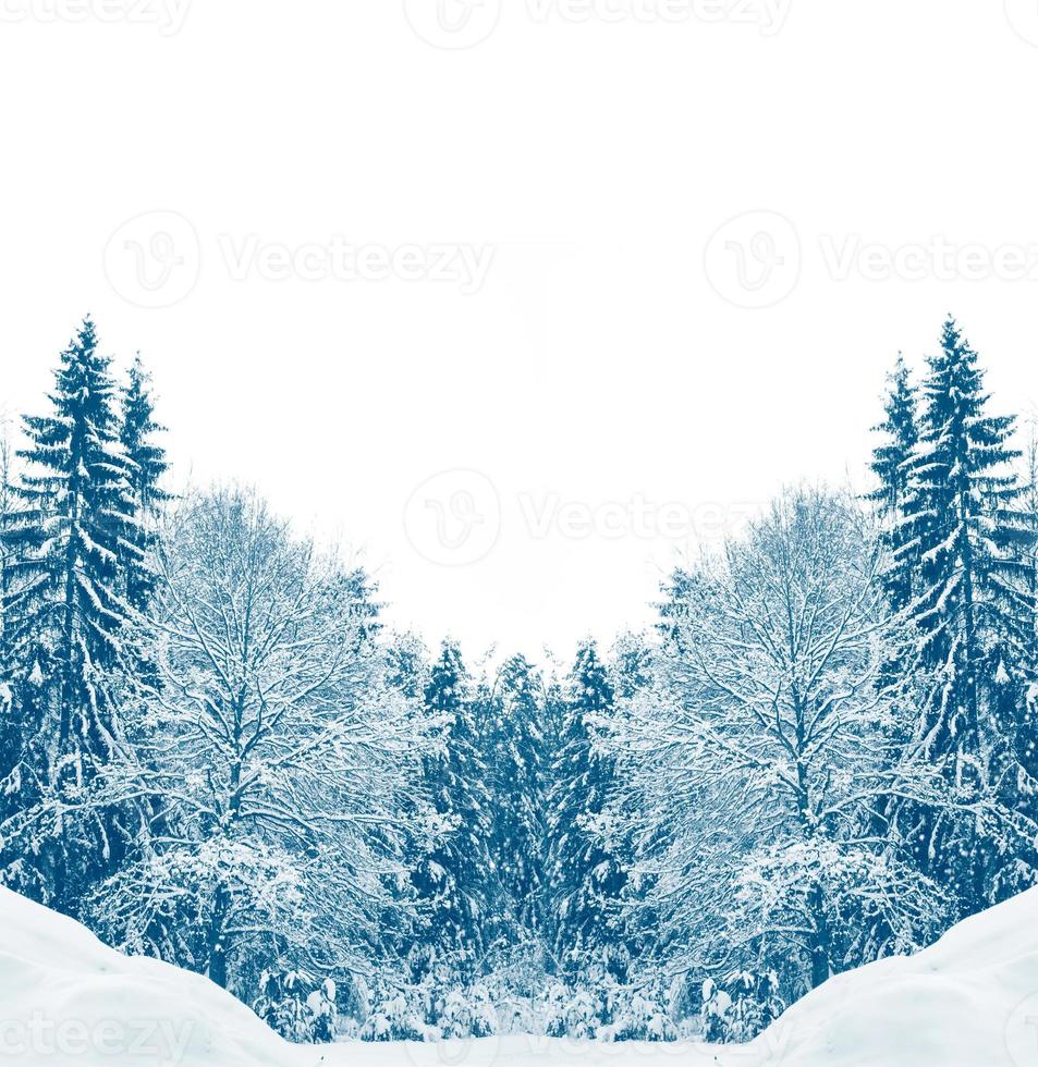 Frozen winter forest with snow covered trees. photo