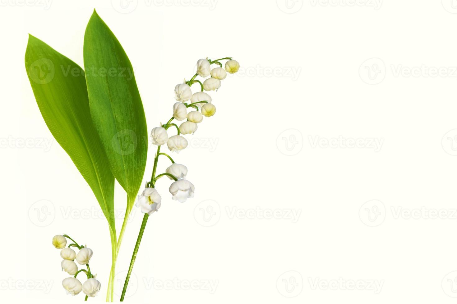 Lily of the valley flower on white background. photo